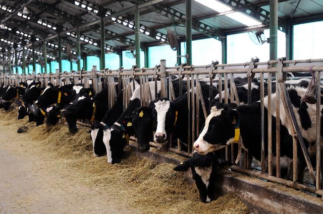 Application of Chillers in Dairy Farms (Rapid Cooling of Milk)